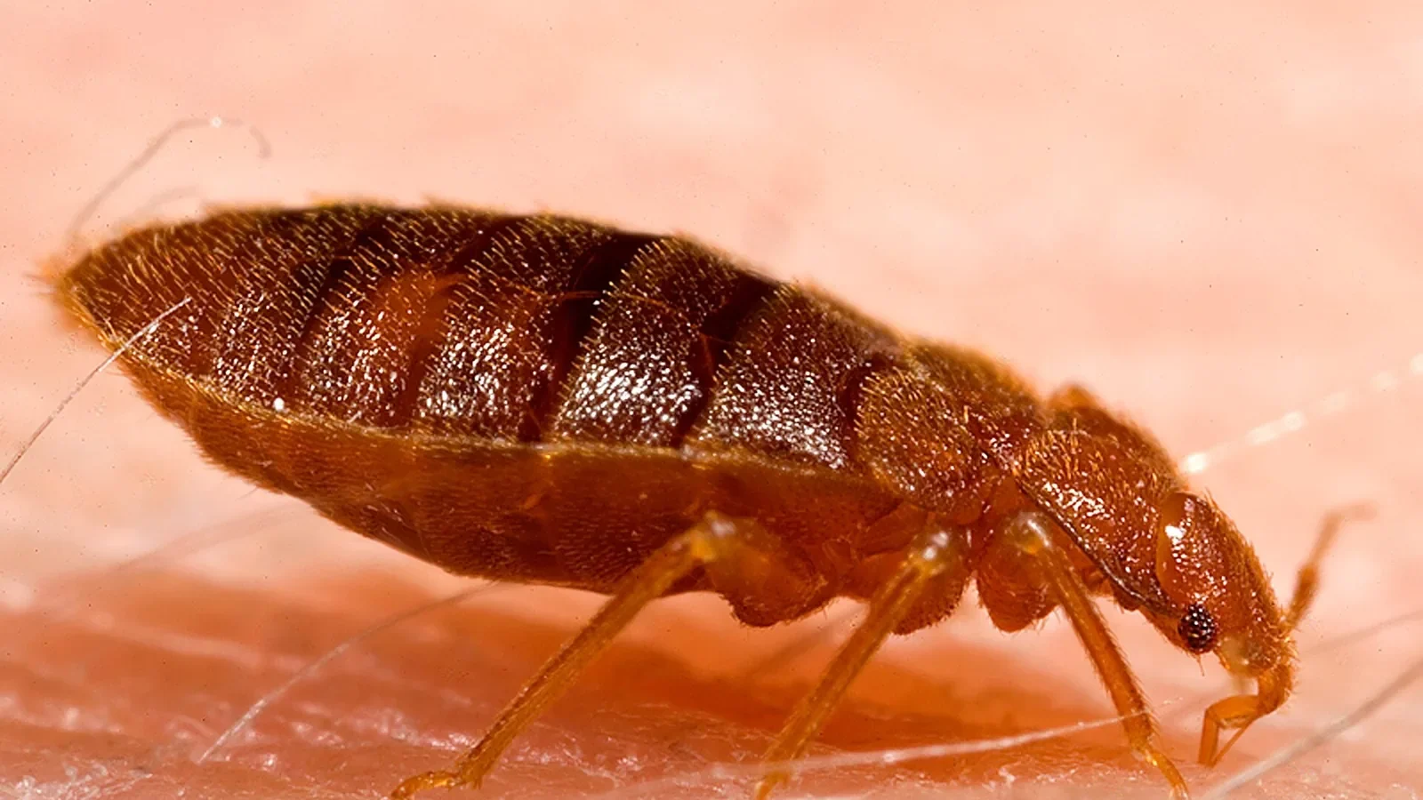 Chinches en otoño: los cinco sitios de la habitación donde se esconden y lo que de verdad funciona según las autoridades sanitarias