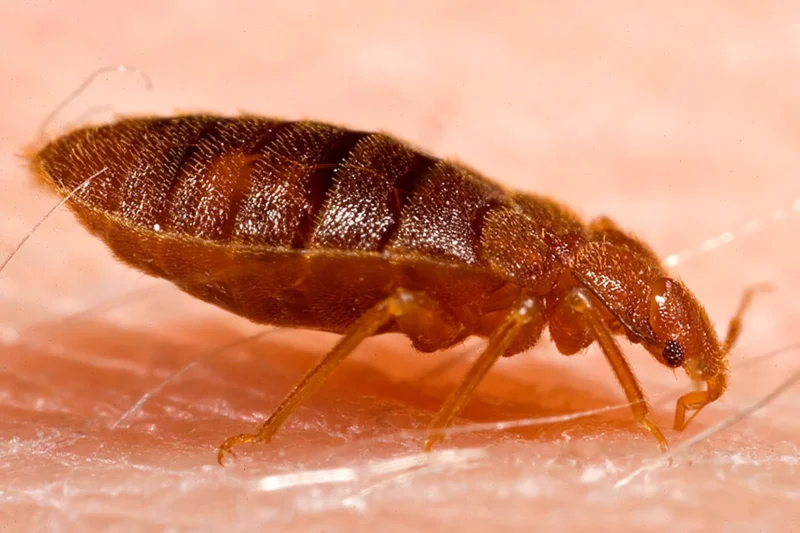 Chinches en otoño: los cinco sitios de la habitación donde se esconden y lo que de verdad funciona según las autoridades sanitarias