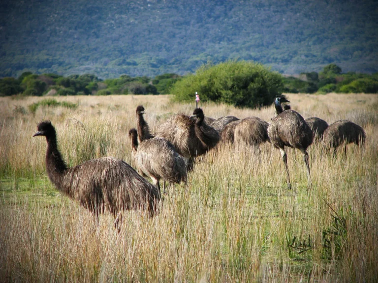 En 1932, Australia mandó soldados con ametralladoras a acabar con 20.000 emús: un mes después, el ejército se retiró y las aves ganaron la guerra
