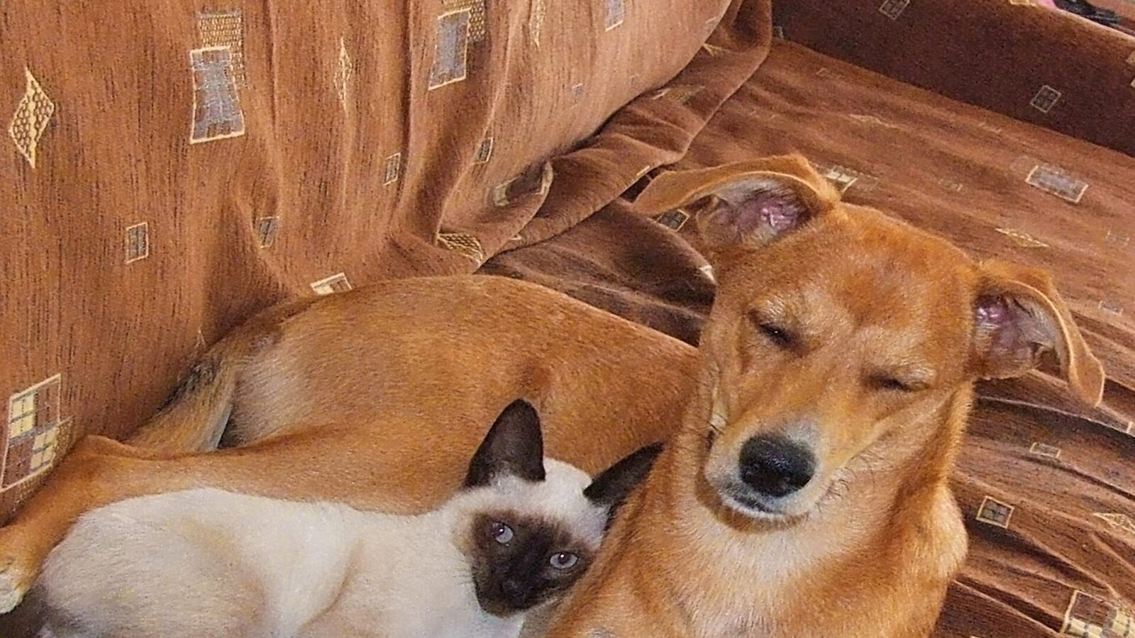 La UE obligará a entregar por escrito el historial clínico y las vacunas de cada perro o gato que se venda o se dé en adopción