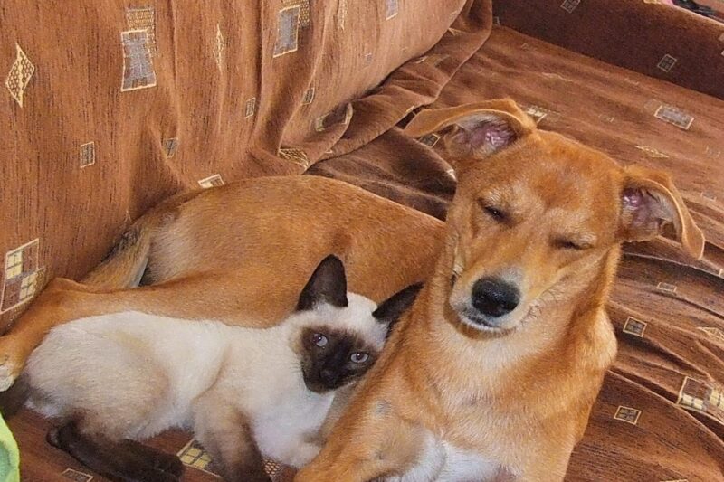La UE obligará a entregar por escrito el historial clínico y las vacunas de cada perro o gato que se venda o se dé en adopción