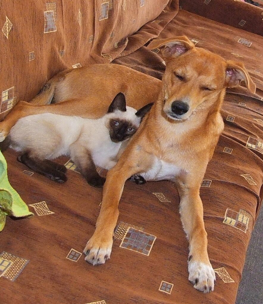 La UE obligará a entregar por escrito el historial clínico y las vacunas de cada perro o gato que se venda o se dé en adopción