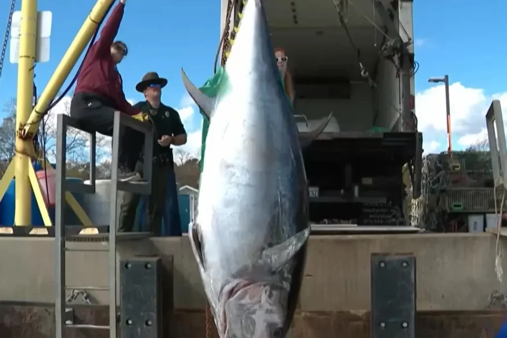 El atún rojo récord de 1.116 libras colgado de una grúa en el puerto de Rye, New Hampshire