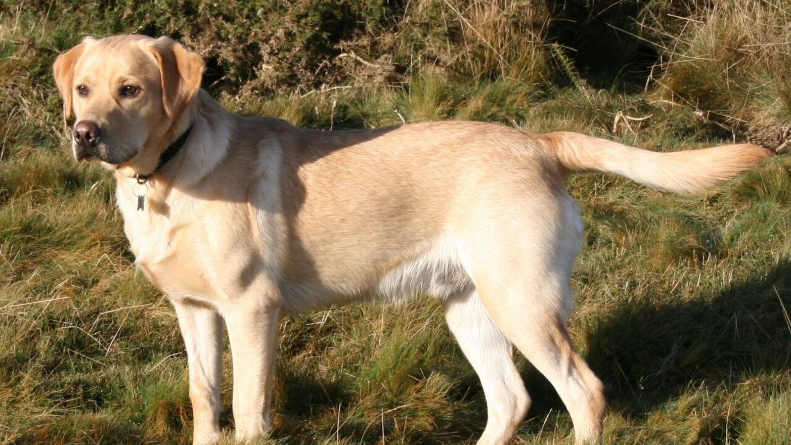 Un labrador en el campo en otoño