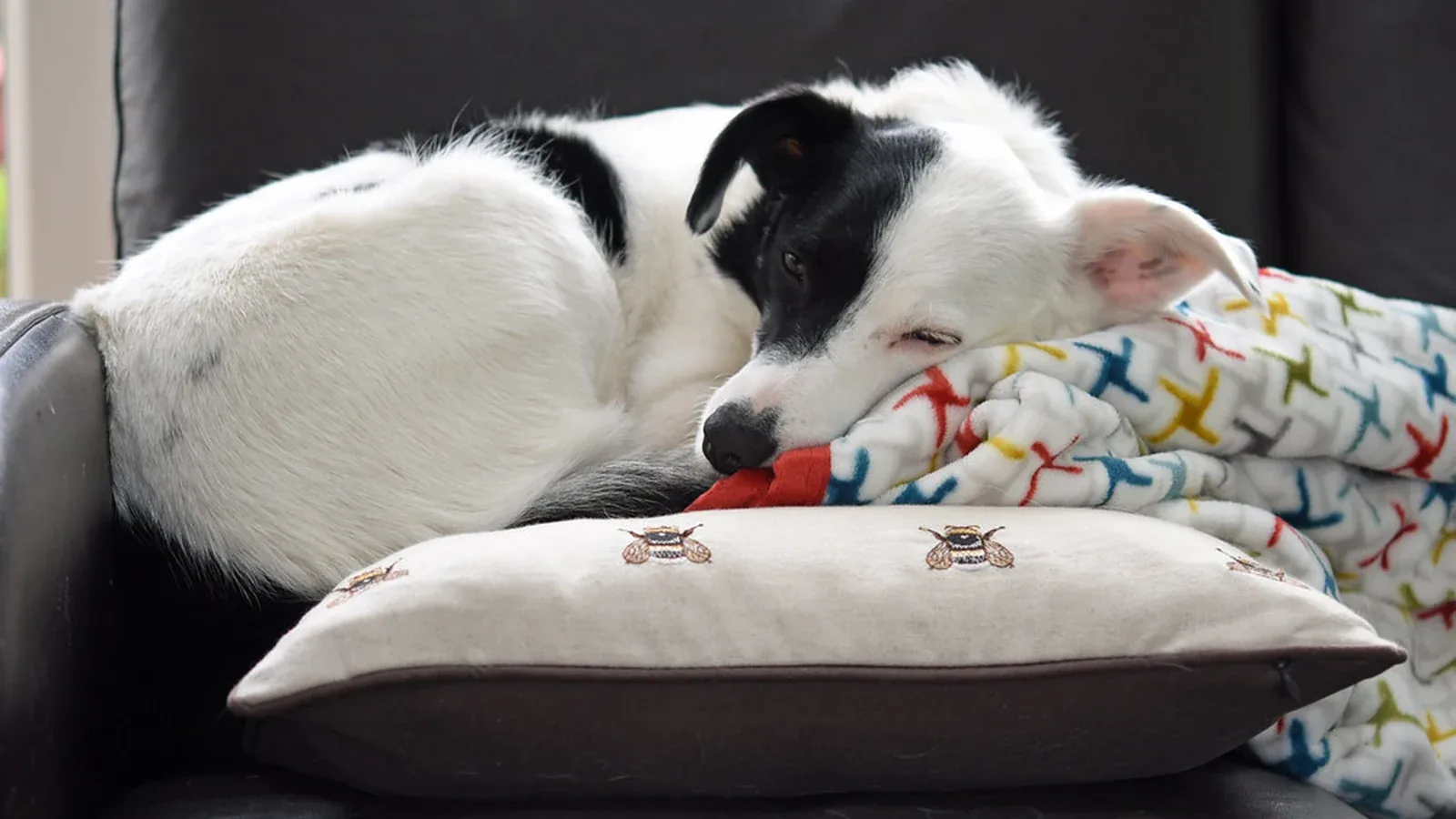 Perro dormido en un sillón de casa