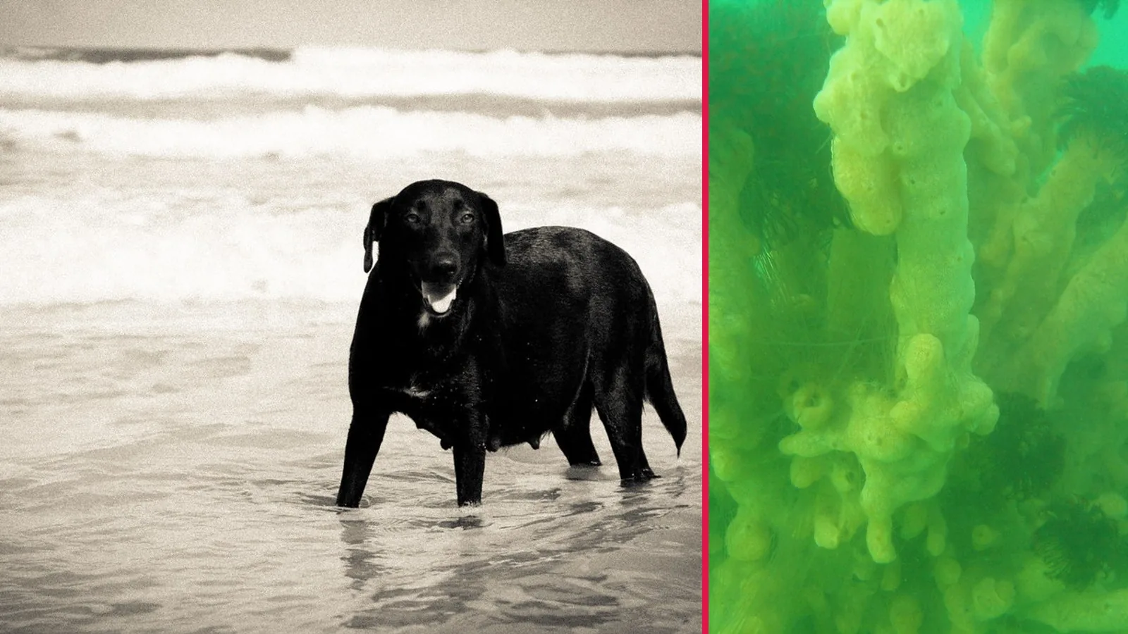 Un labrador negro en la orilla del mar junto a una colonia de Didemnum vexillum bajo el agua