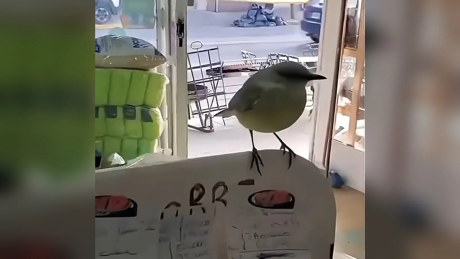 Un pajarito posado sobre el mostrador de una tienda de piensos, junto a la puerta abierta a la calle